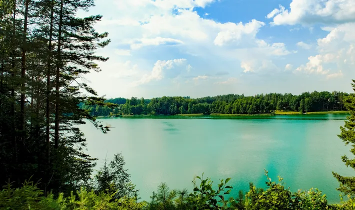 Vygrių ežeras tarp pušynų
